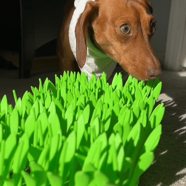 TidyFeast™ | Haustierfreundlicher Essensblock