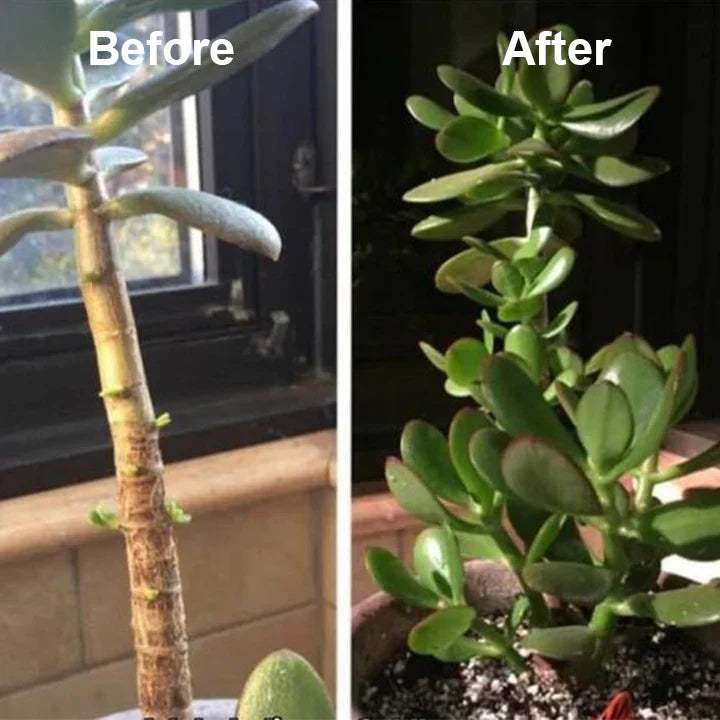 2+1 GRATIS | RootRise™ | Schnellere Pflanzenregeneration